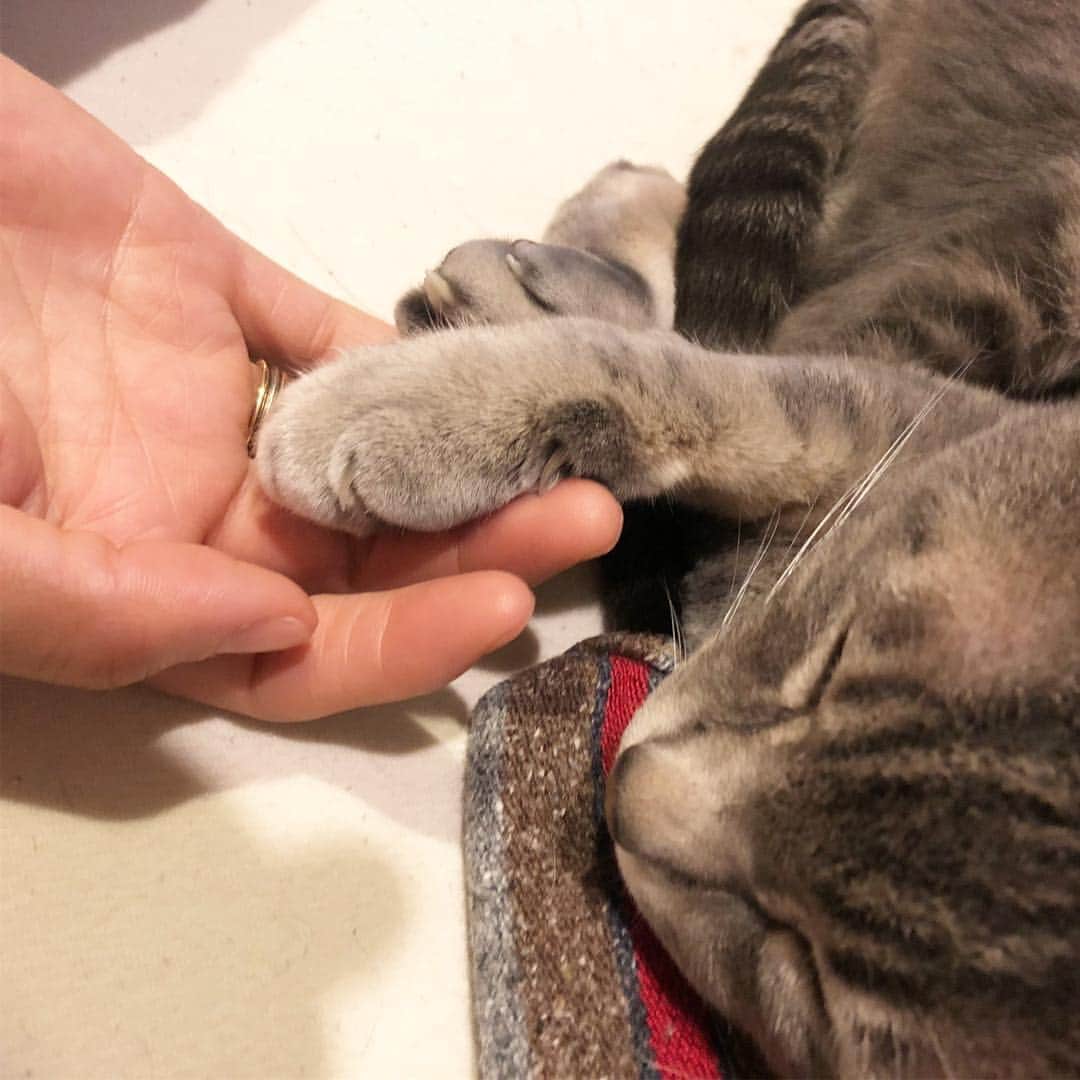 本田みずほさんのインスタグラム写真 - (本田みずほInstagram)「僕と握手 . #ギギとヴィヴィ #猫 #cat」4月14日 20時56分 - mizuhonda0422