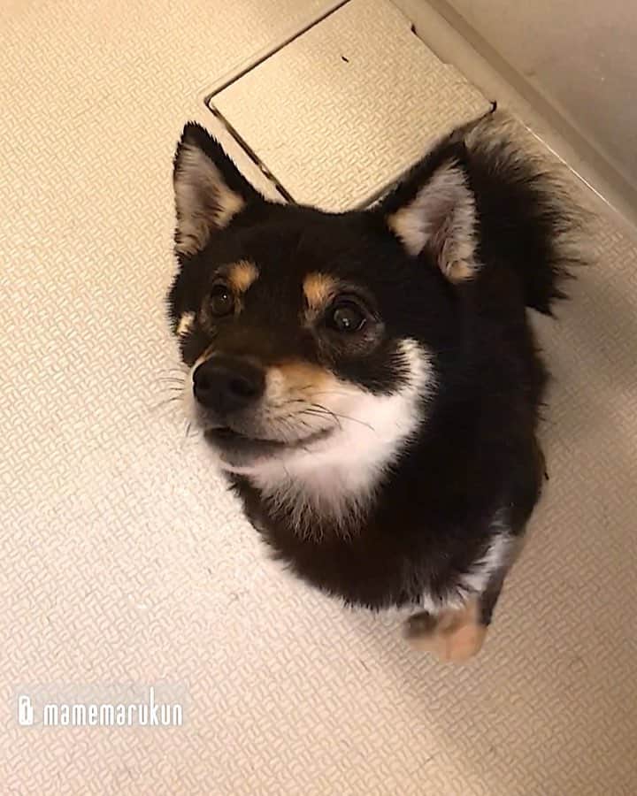 まめ丸のインスタグラム：「* * ⚠️音が出ます⚠️ 【 #まめ丸おしゃべり シリーズ🐶】 * シャンプー🛁おわった❓ はやくむこうのおへやいこー🐶💦 #シャンプーきらいきらい * I hate taking a bath…🐶🛁 * #そしてごほうびのオヤツちょうだい #もうふかなくていいから🐶💦 #ふかなきゃだめです🙅‍♀️🙅‍♂️💦 * #柴犬#豆柴#柴#黒柴#犬#ふわもこ部#shiba#shibainu#shibastagram#shibadog#puppy#instadog#dogstagram#dog#instashiba#petstagram#pet#cutepetclub#강아지#멍스타그램#doglover#ilovemydog#weeklyfluff#dailyfluff#まめ丸ねこ疑惑」