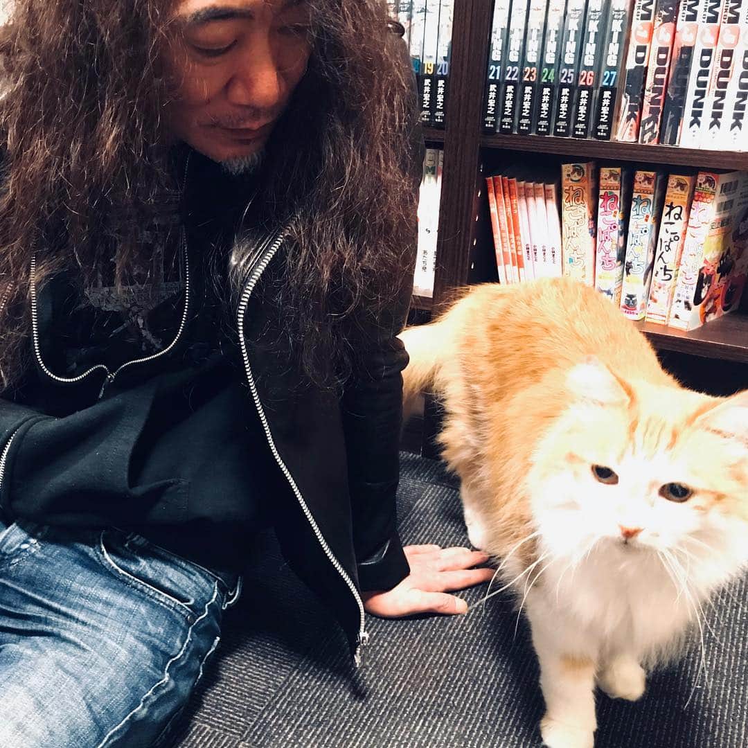 PATAさんのインスタグラム写真 - (PATAInstagram)「. 猫 #ニコ生 #アーカイヴ #ねこみゅ #みゅーじにゃんメイト」4月14日 21時01分 - pataofficial.ishizuka