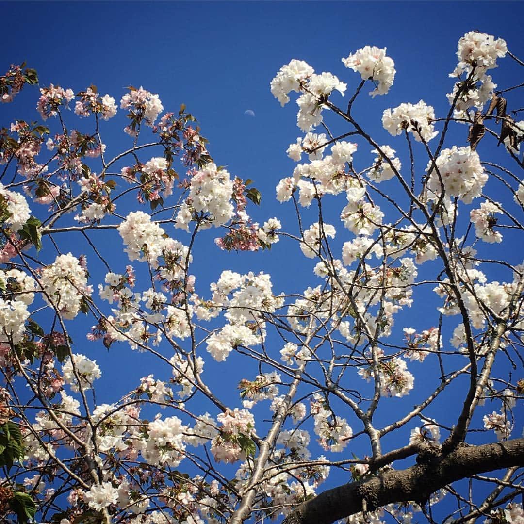 田中香子さんのインスタグラム写真 - (田中香子Instagram)「震災から3年。 お城は健気に 修復を進めています。  今日はあいにくの空模様。 写真は、土曜に訪れた 晴天の城。 八重桜の彼方の月。 眩しく萌える若葉。 加藤神社に貼られた令和。  #kumamoto  #kumamotocastle #熊本 #熊本城」4月14日 21時16分 - soo.yt