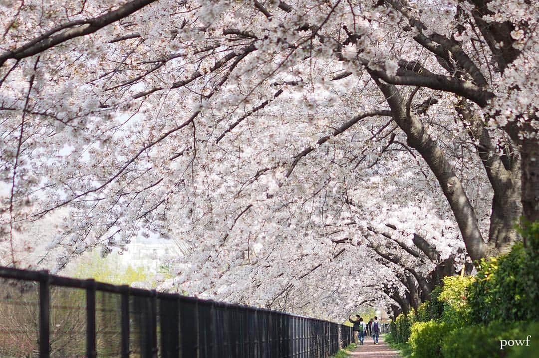 anemone_69さんのインスタグラム写真 - (anemone_69Instagram)「. こことは別の近所の桜並木は 老木化が進み、次々と伐採されて どんどん寂しくなる一方… . ここの桜のトンネルは できたら、いつまでも 残っていてほしいなぁ。 . . #ソメイヨシノ #染井吉野 #sakura #サクラ #桜 #cherryblossom . . .」4月14日 21時27分 - powf