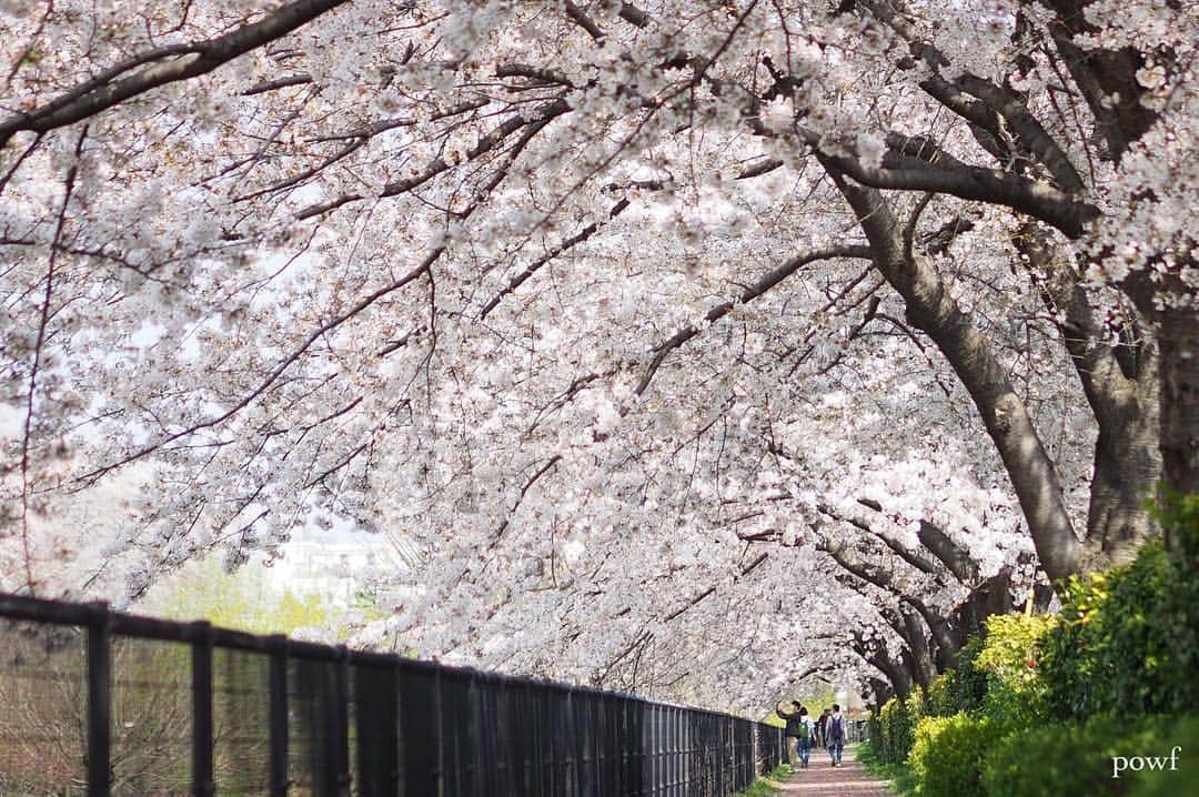 anemone_69のインスタグラム：「. こことは別の近所の桜並木は 老木化が進み、次々と伐採されて どんどん寂しくなる一方… . ここの桜のトンネルは できたら、いつまでも 残っていてほしいなぁ。 . . #ソメイヨシノ #染井吉野 #sakura #サクラ #桜 #cherryblossom . . .」