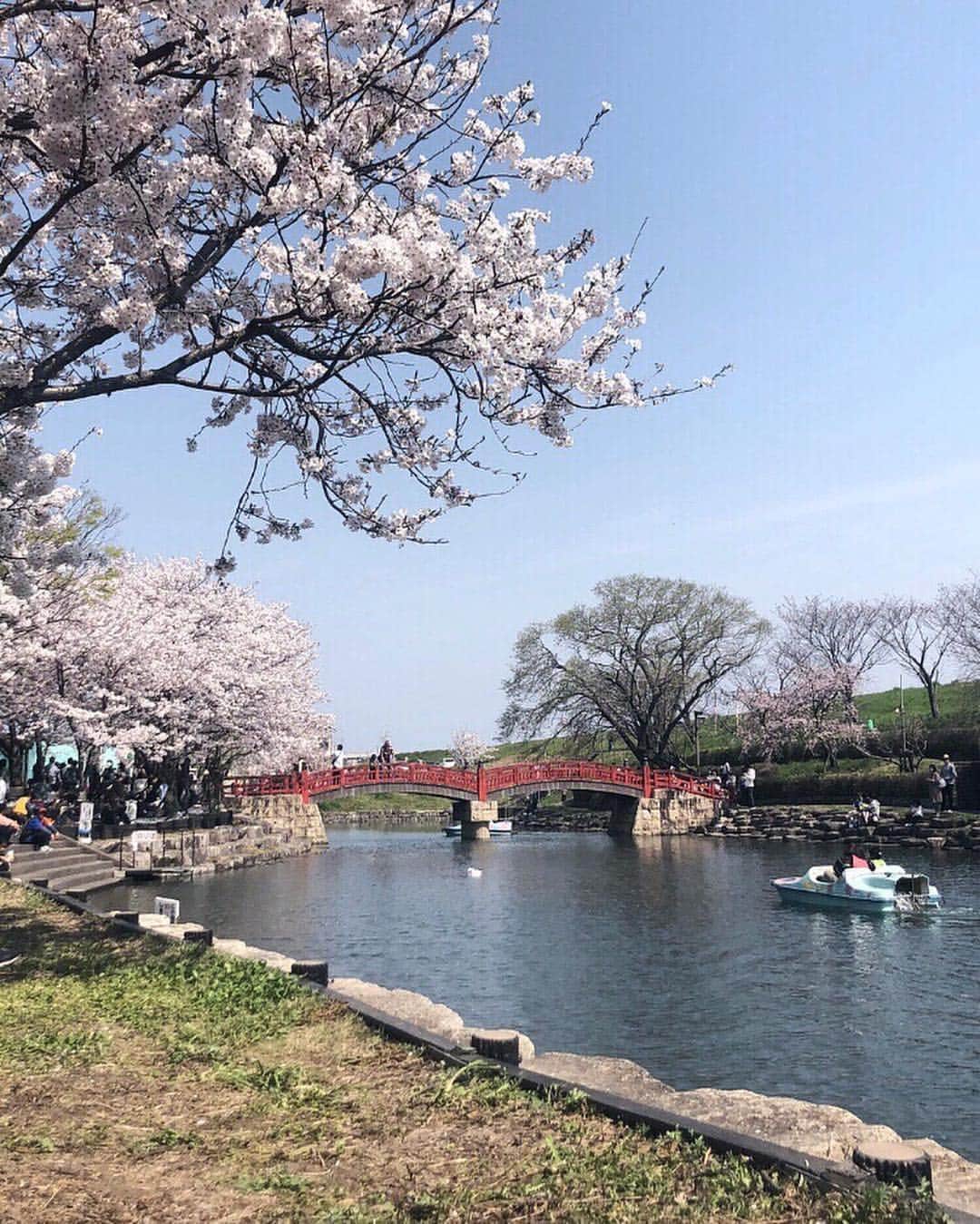 石元歩唯さんのインスタグラム写真 - (石元歩唯Instagram)「day off  楽しみにしていた公園でお花見 🍱🌸 お花見日和でのんびり過ごせて癒された🌞  coat,knit @amel_official__ pants @uniqlo bag @dior shoes @stellamccartney  #tokushima #sakura #cherryblossom」4月14日 21時31分 - 518aichi