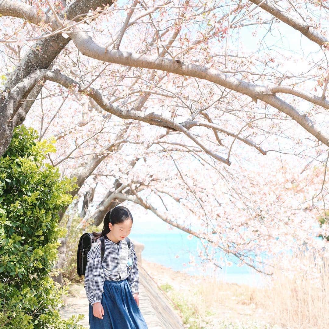 Rihoのインスタグラム：「今年も満開  桜トンネル」