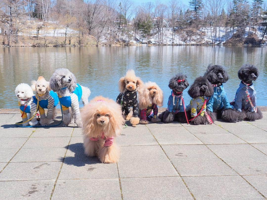 Toypoodle Mikuru?Asakusa Tokyoさんのインスタグラム写真 - (Toypoodle Mikuru?Asakusa TokyoInstagram)「20190412 Friday 〜In Karuizawa.  去年のsummer vacation メンバーと軽井沢へ😆 ビール🍺と温泉♨️でストレスフリー🤤 まずは集合写真で😆 詳細は後ほど〜〜🔜 . #軽井沢 #集合写真 #またみくるか」4月14日 21時39分 - purapura299