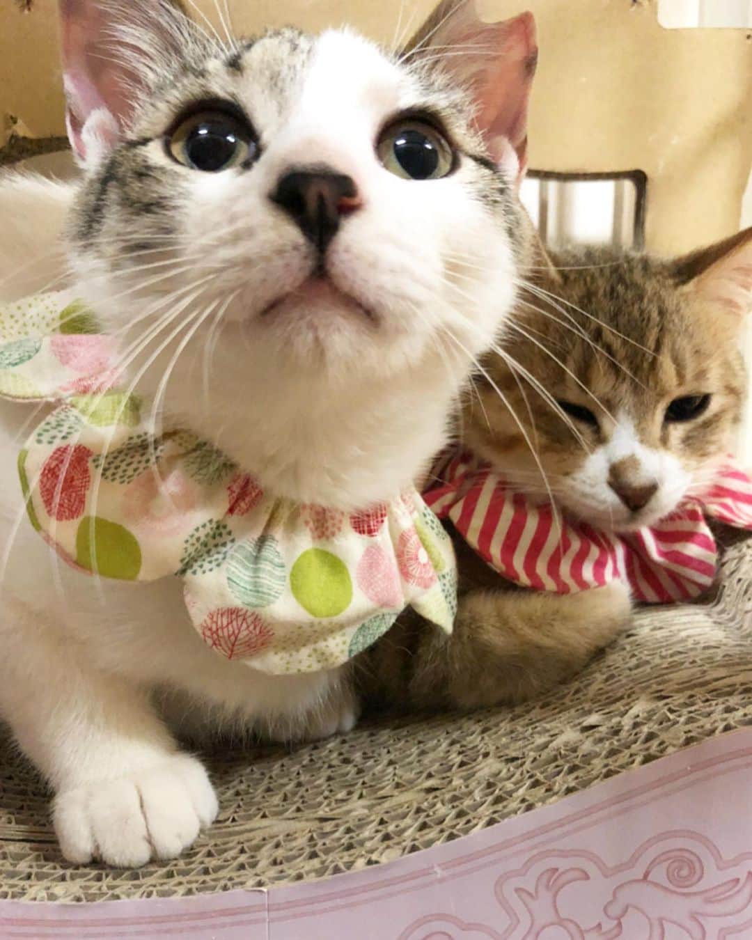maimocotoさんのインスタグラム写真 - (maimocotoInstagram)「#こはくとこはる ❤︎ ケージは開放してあるんだけど、ケージの中が大好きなこはる。 なでなでしに行くと、こはくもついてきて、こはるにベッタリ😸😾 可愛い兄妹です❤︎ 来週には2人で一緒に里親さんのお家へ行く事が決まっています。 こはるはまだまだ完璧な家猫っていう感じではないけど、残りの時間で出来る限り愛を押し付けていきます！ ＊ ＊ 『ぼくはこはるちゃんをこれからも守っていくんだ！』 ＊ ＊ #陽気な兄こはく #照れ屋で引っ込み思案のこはる #金色のこはる #つっぱりのこはく #ザビエラー」4月14日 21時46分 - maihimemoco