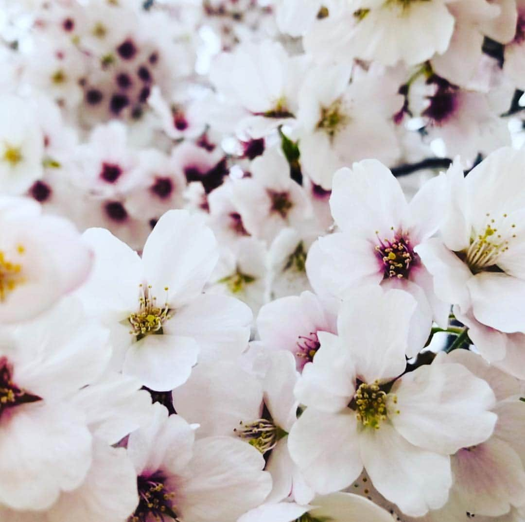 綾瀬マリアさんのインスタグラム写真 - (綾瀬マリアInstagram)「#桜 🌸 #満開の桜 #春 #日本 #japan #sakura #平成最期 #2019 #2019春 #2019桜 #福島県 #福島県いわき市 #いわき #いわき市 #ソメイヨシノ」4月14日 21時47分 - ayasemaria