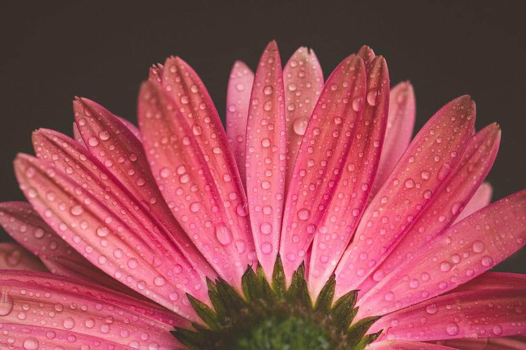 CANON USAさんのインスタグラム写真 - (CANON USAInstagram)「"I love shooting flowers in macro. This is one of my favorite flower and I thought shooting the underneath side of it would be a different perspective. I added the water droplets for effect." #MyCanonStory  Photo Credit: @gagglephotog Camera: #Canon EOS 5D Mark III Lens: EF 100mm f/2.8L Macro IS USM Aperture: f/5 ISO: 4000 Shutter Speed: 1/250 sec Focal Length: 100mm」4月14日 21時58分 - canonusa