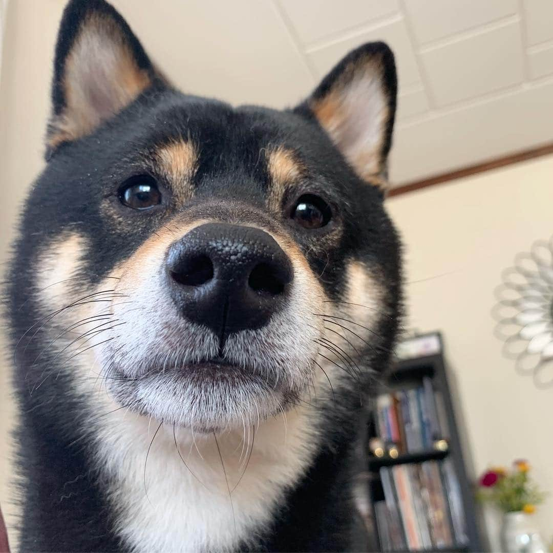 ?Fricko the Shiba Inu?さんのインスタグラム写真 - (?Fricko the Shiba Inu?Instagram)「Henlo hoomans😆How’s your day? 🐾 🐾 🐾 #Keaton #🐶 #shiba #shibainu #dog #柴犬 #黒柴 #子犬 #shibalovers #shibaholics #dogoftheday #dogslife #weeklyfluff  #dogstagram  #dogscorner #shibapuppy #puppiesofinstagram」4月14日 21時50分 - umigiva