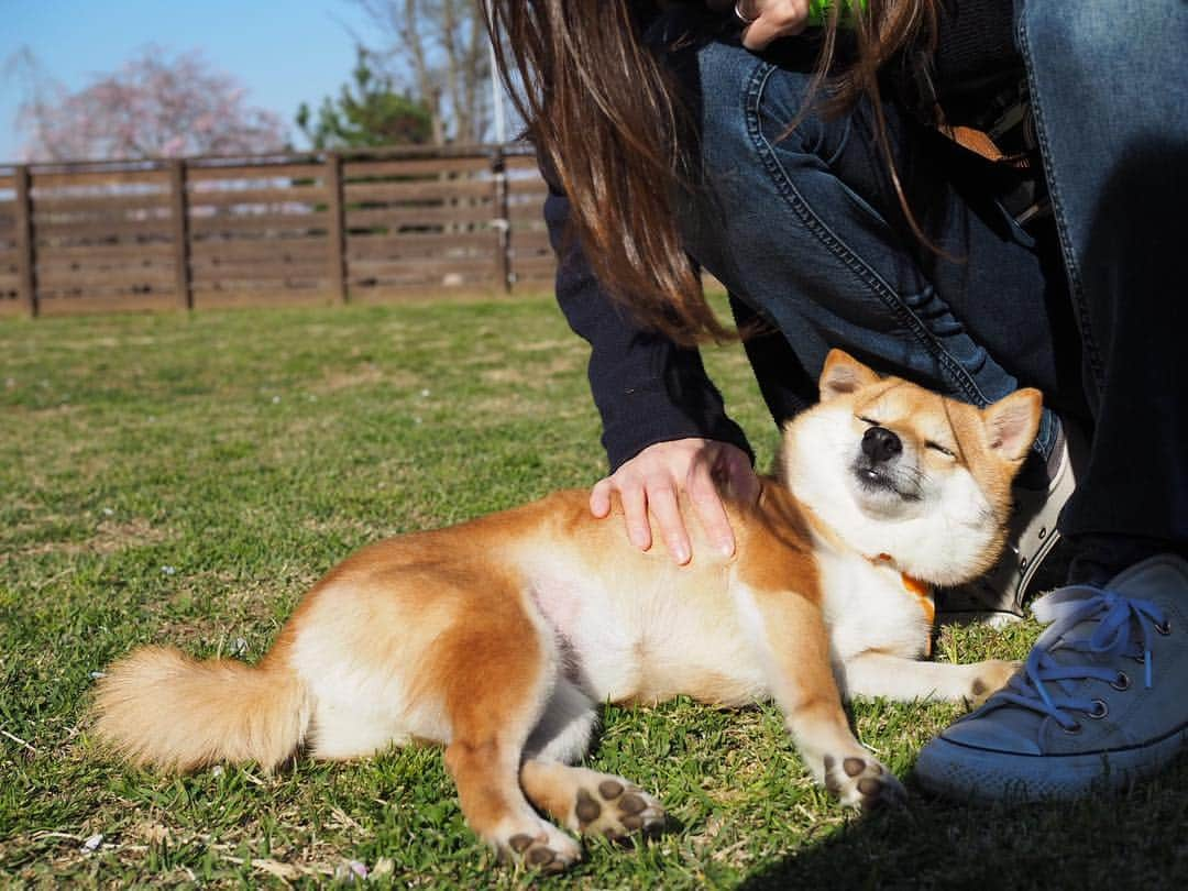 豆柴にこちゃんさんのインスタグラム写真 - (豆柴にこちゃんInstagram)「🐶 #にこの右足闘病記 今日はにこのパテラのご心配や アドバイスのコメントを たくさんありがとうございました‼️ . リリちゃんとまるんちゃんが使ってる サプリは早速購入してみました。 . 夜はだいぶよくなって、 ゆっくりですが普通に歩いてたのですが、 さっきパパが帰ってきたら 興奮してまた痛そうにしてました😭 . 1〜7枚目の写真は昨日の、おそらく脱臼後。 . こうやって寝そべってばかりで、 歩かなくなりましたが 写真の表情の通り辛そうではなかったので こんな事になってるとは思わず💦 というか、家帰ってから悪化したぽい。 . 8-9枚目は元気だったあの頃😭 . #柴犬#豆柴#pecoいぬ部#犬#わんこ#犬#ここ柴部#shibainu#dog#mameshiba#pecotv#dog#いぬのきもち部#しばいぬ#しばけん#こいぬ#シバイヌ#いぬ#イヌ#赤柴#マメシバ#ペット#日本犬#子犬#puppy#doggo#pet」4月14日 21時55分 - nikochan.mame48