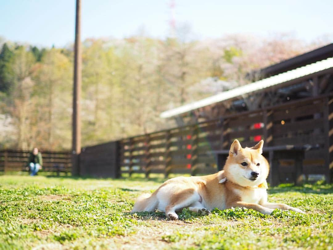 豆柴にこちゃんさんのインスタグラム写真 - (豆柴にこちゃんInstagram)「🐶 #にこの右足闘病記 今日はにこのパテラのご心配や アドバイスのコメントを たくさんありがとうございました‼️ . リリちゃんとまるんちゃんが使ってる サプリは早速購入してみました。 . 夜はだいぶよくなって、 ゆっくりですが普通に歩いてたのですが、 さっきパパが帰ってきたら 興奮してまた痛そうにしてました😭 . 1〜7枚目の写真は昨日の、おそらく脱臼後。 . こうやって寝そべってばかりで、 歩かなくなりましたが 写真の表情の通り辛そうではなかったので こんな事になってるとは思わず💦 というか、家帰ってから悪化したぽい。 . 8-9枚目は元気だったあの頃😭 . #柴犬#豆柴#pecoいぬ部#犬#わんこ#犬#ここ柴部#shibainu#dog#mameshiba#pecotv#dog#いぬのきもち部#しばいぬ#しばけん#こいぬ#シバイヌ#いぬ#イヌ#赤柴#マメシバ#ペット#日本犬#子犬#puppy#doggo#pet」4月14日 21時55分 - nikochan.mame48