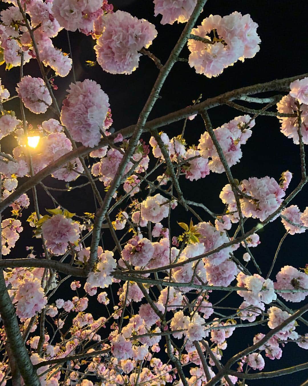 ANNA さんのインスタグラム写真 - (ANNA Instagram)「🌸🌸🌸・ ・ #sakura #cherryblossom #夜桜」4月14日 21時55分 - anna_flare