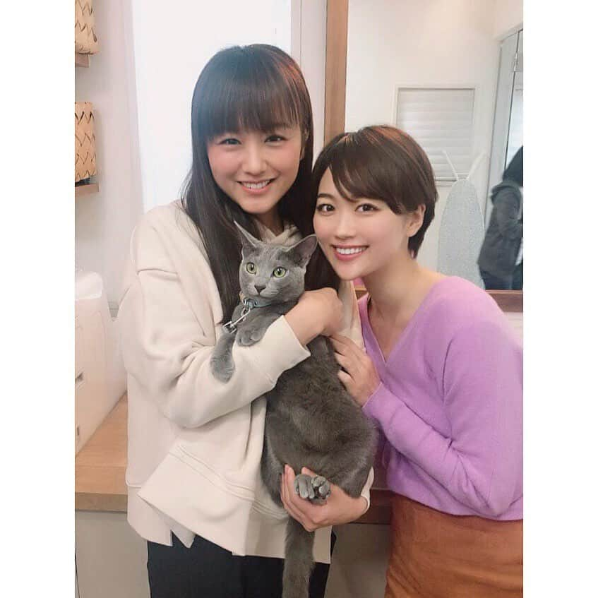 真下玲奈さんのインスタグラム写真 - (真下玲奈Instagram)「CM見てくれて ありがとうごさいます🙇‍♂️ . おうちに連れて帰りたかった🐈🐈🐈 . . #ねこが好き #フロントライン #猫飼いたい #猫がすき #ねこすたぐらむ #ロシアンブルー #CM #CM見てね #ねこと暮らす #猫好きな人と繋がりたい #連れて帰ってもいいですか #うちにおいでよ #にゃんこ #にゃんこ先生 #安藤裕美 #真下玲奈」4月14日 21時56分 - r.mashitaaa.221