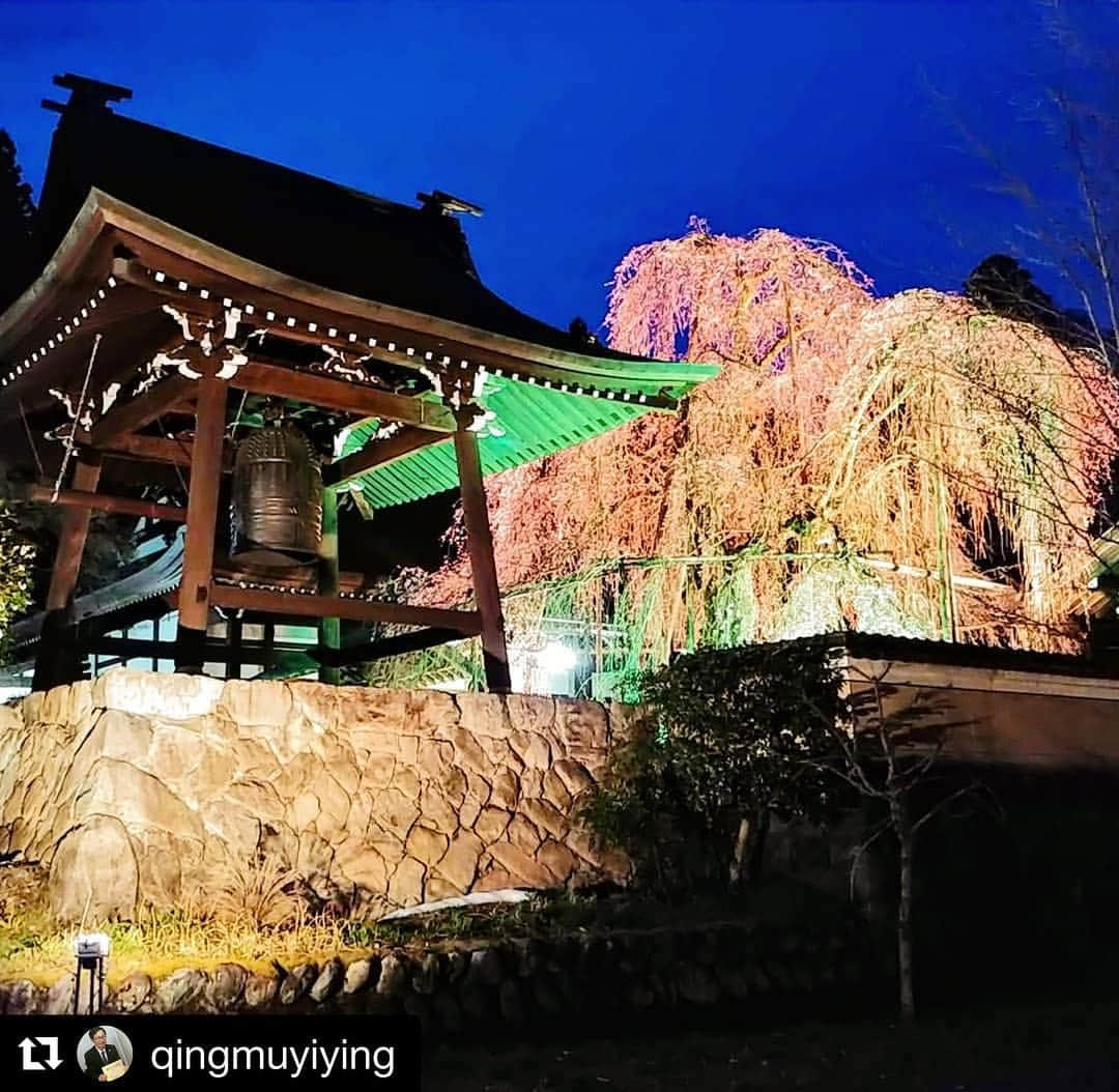 Gero City【下呂市公式アカウント】さんのインスタグラム写真 - (Gero City【下呂市公式アカウント】Instagram)「#Repost @qingmuyiying with @get_repost ・・・ 永養寺しだれ桜ライトアップ。 #gerostagram#下呂アンバサダー#飛騨はぎわら桜めぐり#飛騨萩原#永養寺#しだれ桜#ライトアップ」4月14日 21時56分 - gerostagram