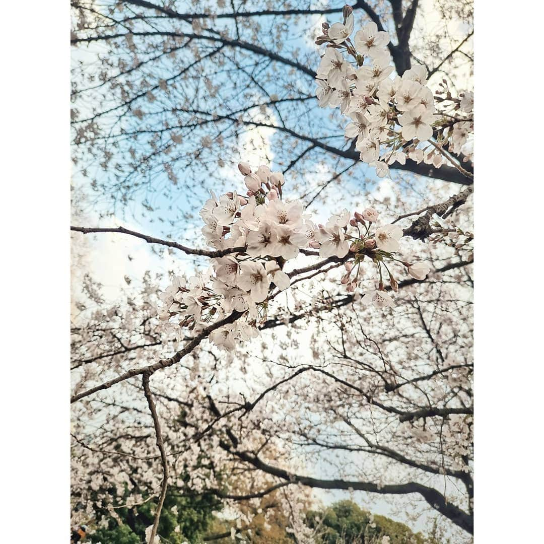 ダンソン・タンさんのインスタグラム写真 - (ダンソン・タンInstagram)「🥂🥂🥂 #唐禹哲 #Tokyo #cherryblossom #DT視角 #HOTHEART #SEVENDAYS #櫻花 #DT」4月14日 22時19分 - dt_0902