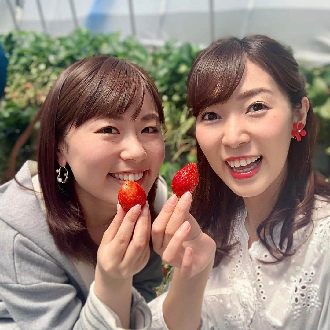 小野澤玲奈さんのインスタグラム写真 - (小野澤玲奈Instagram)「久能のいちご狩り🍓 大粒であま〜い！！ . １か月分笑って😊 １年分🍓食べた😊 50個の記録に最後はヘタアート🌱  大好きなメンバー❤️ 写真は自粛して、色紙だけ笑  いちご海岸通りというだけあって海はハウスの目の前。 やっぱり静岡っていいところだね🍓🌊 ６年前にひょこっとお邪魔したのを覚えていてくれた農園の皆さんにも感謝🍓  #いちご狩り #久能山いちご狩り  #海  #最高の休日  #仲良し  #アナウンサー仲間  #静岡」4月14日 22時21分 - reina.onozawa