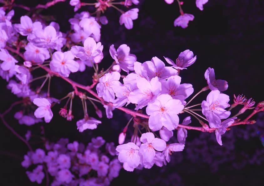 本島莉々果さんのインスタグラム写真 - (本島莉々果Instagram)「🌸🌸🌸 ⋆⑅ ⋆⑅ ⋆⑅ 夜桜綺麗だった✨🌸 ⋆⑅ ⋆⑅ #夜桜 #桜 #🌸 #よみうりランド  #ジュエルミネーション  #イルミネーション」4月14日 22時37分 - motoshimaririka