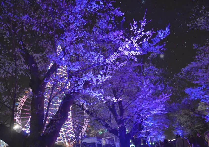 本島莉々果さんのインスタグラム写真 - (本島莉々果Instagram)「🌸🌸🌸 ⋆⑅ ⋆⑅ ⋆⑅ 夜桜綺麗だった✨🌸 ⋆⑅ ⋆⑅ #夜桜 #桜 #🌸 #よみうりランド  #ジュエルミネーション  #イルミネーション」4月14日 22時37分 - motoshimaririka