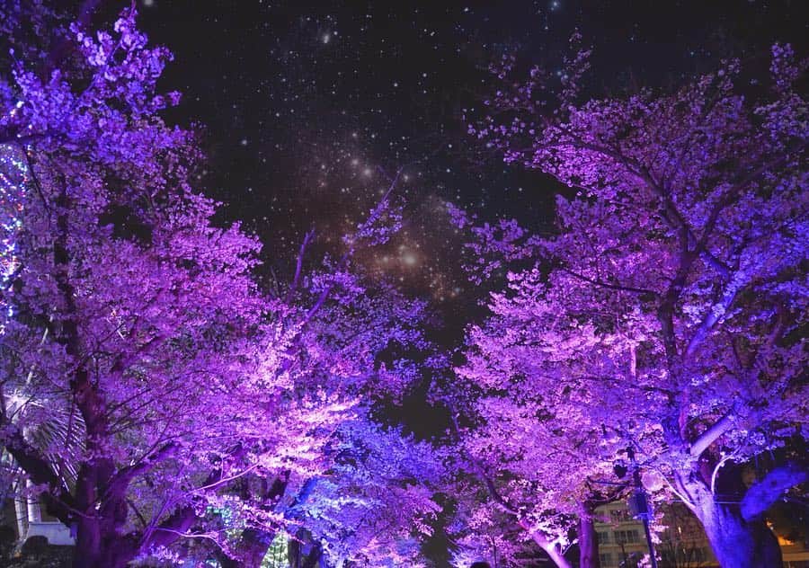 本島莉々果さんのインスタグラム写真 - (本島莉々果Instagram)「🌸🌸🌸 ⋆⑅ ⋆⑅ ⋆⑅ 夜桜綺麗だった✨🌸 ⋆⑅ ⋆⑅ #夜桜 #桜 #🌸 #よみうりランド  #ジュエルミネーション  #イルミネーション」4月14日 22時37分 - motoshimaririka