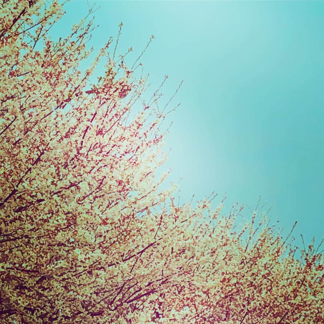 藤田朋子さんのインスタグラム写真 - (藤田朋子Instagram)「#桜 #サクラ #さくら #八王子 #散り始めた #天気 #日本の春 #cherryblossom #sakura #spring #japan #tomokofujita」4月14日 22時38分 - chiendormant