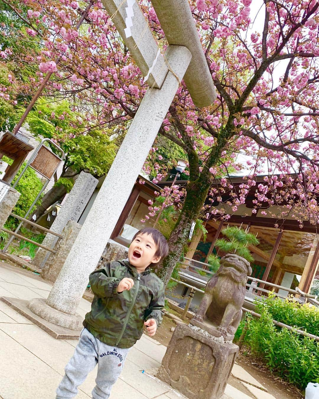 桜井未来さんのインスタグラム写真 - (桜井未来Instagram)「近くの神社⛩へ😊 狛犬をワンワンと呼んで、撫で撫でしておりました😂（笑） ・ ・ ・ #神社 #狛犬 #お参り #インスタ映え #フォトスポット #可愛い #綺麗 #お出かけ #ママ #baby #ママ友募集 #赤ちゃんのいる生活 #ママサークル #ママイベント #ママ会 #都内ママ #ベビスタグラム #mamagirl #ベビフル #コドモダカラ #コドモノ #ママリ #親バカ部 #新米ママ東京部」4月14日 22時38分 - miki.sakurai0214