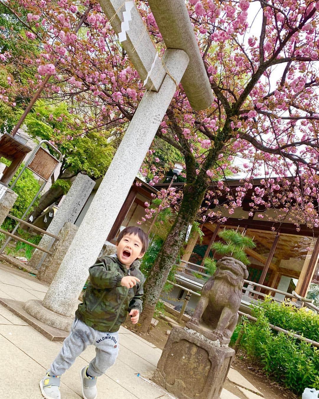 桜井未来さんのインスタグラム写真 - (桜井未来Instagram)「近くの神社⛩へ😊 狛犬をワンワンと呼んで、撫で撫でしておりました😂（笑） ・ ・ ・ #神社 #狛犬 #お参り #インスタ映え #フォトスポット #可愛い #綺麗 #お出かけ #ママ #baby #ママ友募集 #赤ちゃんのいる生活 #ママサークル #ママイベント #ママ会 #都内ママ #ベビスタグラム #mamagirl #ベビフル #コドモダカラ #コドモノ #ママリ #親バカ部 #新米ママ東京部」4月14日 22時38分 - miki.sakurai0214