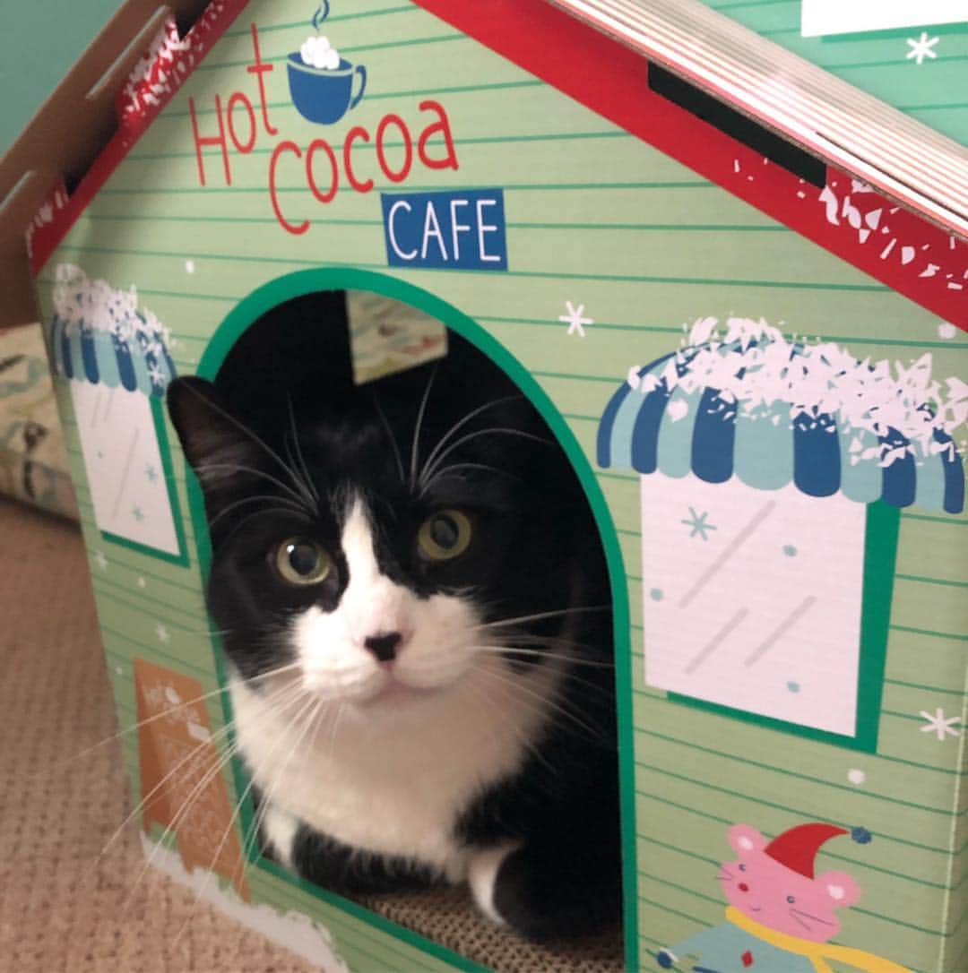 Tuxedo Cat Brosのインスタグラム：「Every time I think about breaking down these cat scratchers and putting them in the recycling bins, one of the boys will do this.... grrrr....」