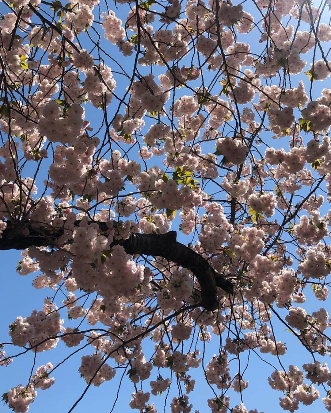 芹那さんのインスタグラム写真 - (芹那Instagram)「🌸桜を見る会🌸 連日お天気悪かった中、この日は雲ひとつない晴天☀️桜も大丈夫かなって思ったけどお見事に咲いていた😊💗 安倍総理 昭恵夫人にご挨拶させていただくことが出来て、忘れられない一日になりました☺️❣️ ヘア&着付は @beauty_salon_nagomi さん❣️」4月14日 23時05分 - serinaofficial