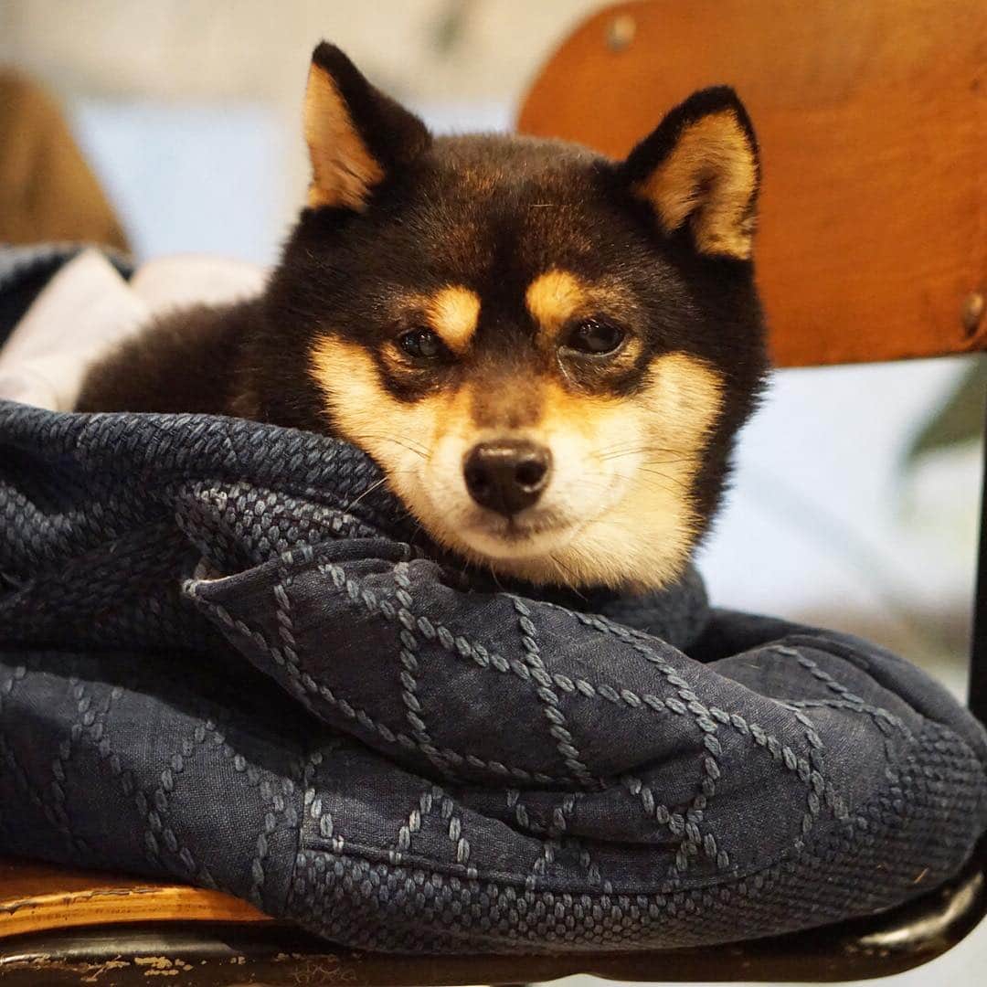 黒豆柴こむぎのグルメインスタ