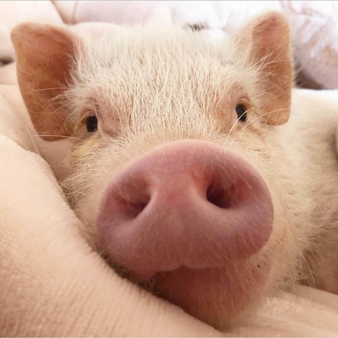 Priscilla and Poppletonさんのインスタグラム写真 - (Priscilla and PoppletonInstagram)「Happy Snout Sunday from Penn!🐽😴#donotdisturb #lazysunday #PiggyPenn」4月14日 23時12分 - prissy_pig
