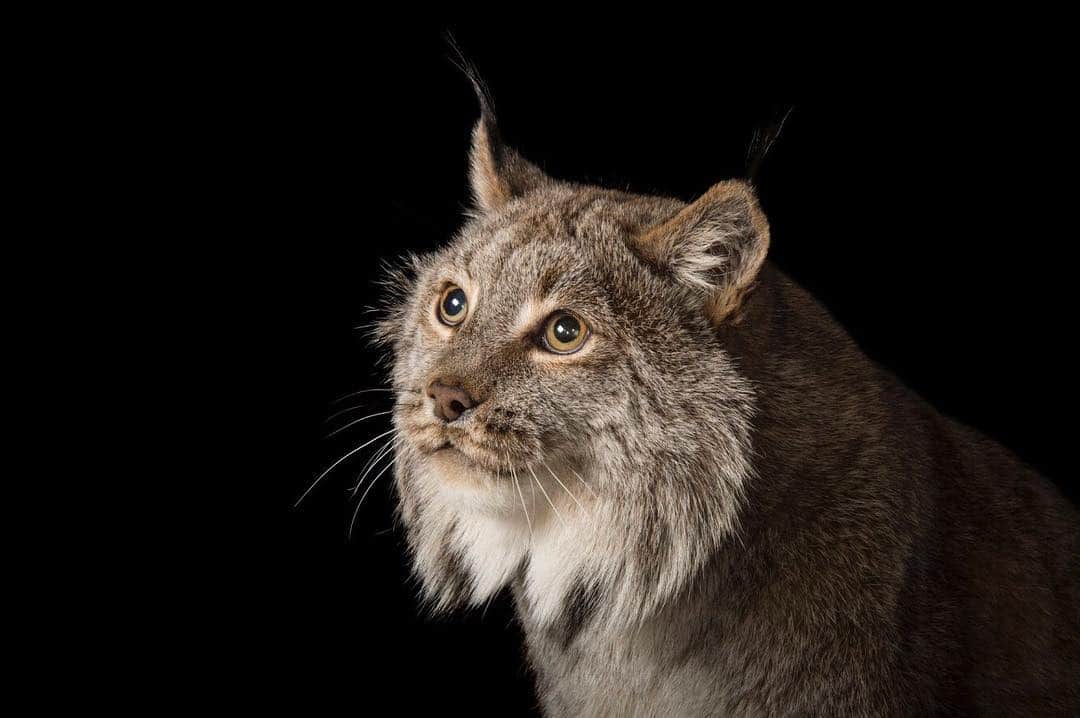 Joel Sartoreさんのインスタグラム写真 - (Joel SartoreInstagram)「Today marks the beginning of Canadian Wildlife Week! To celebrate, we’d like to introduce you to Yukon, a Canada lynx @cincinnatizoo. Found in Canada and the northern U.S., this nocturnal lynx lives in dense forests where their main prey is found; the snowshoe hare. These cats rely heavily on the hare for survival – so much so that when the hare population drops, so does the lynx population. As human development and agricultural expansion spread into the cats’ habitat, finding meals becomes more difficult, but they also face additional threats from hunting. The lynx’s coat is popular in the fur industry – so popular that it is estimated that 90,000 bobcat and lynx pelts are sold annually to fur markets. So, how can you help the Canada lynx? Say no to products that use both real and faux fur – after all it looks much better on the cats! #canadianwildlife #lynx #yukon #cat #photoark」4月14日 23時12分 - joelsartore