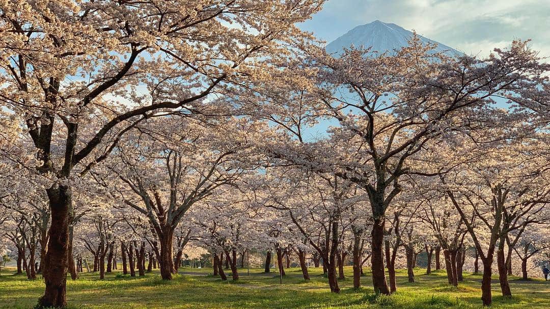 phantastic420のインスタグラム：「. 🤩🤩“Shizuoka” prefecture in Japan is a place where you can see the most “phantastic” Mt. Fuji🗻 in the world.🤩 #富士山 #mtfuji #japan #shizuoka #fujinomiya  #phantastic420photography #mostphantasticmtfuji #selamatpagi  #goodmorning  #おはようございます 😇😇😇😇😇😇😇🗻😇😇 近所のお花畑#じゃらん花畑 @jalan_net  @kanden.jp #あえてシェア @visit.tokai @shizuoka_kankou #静岡dc #富士宮市 #photois #50000人の写真展 #日本の風景 #東京 @fujifilm_photois」