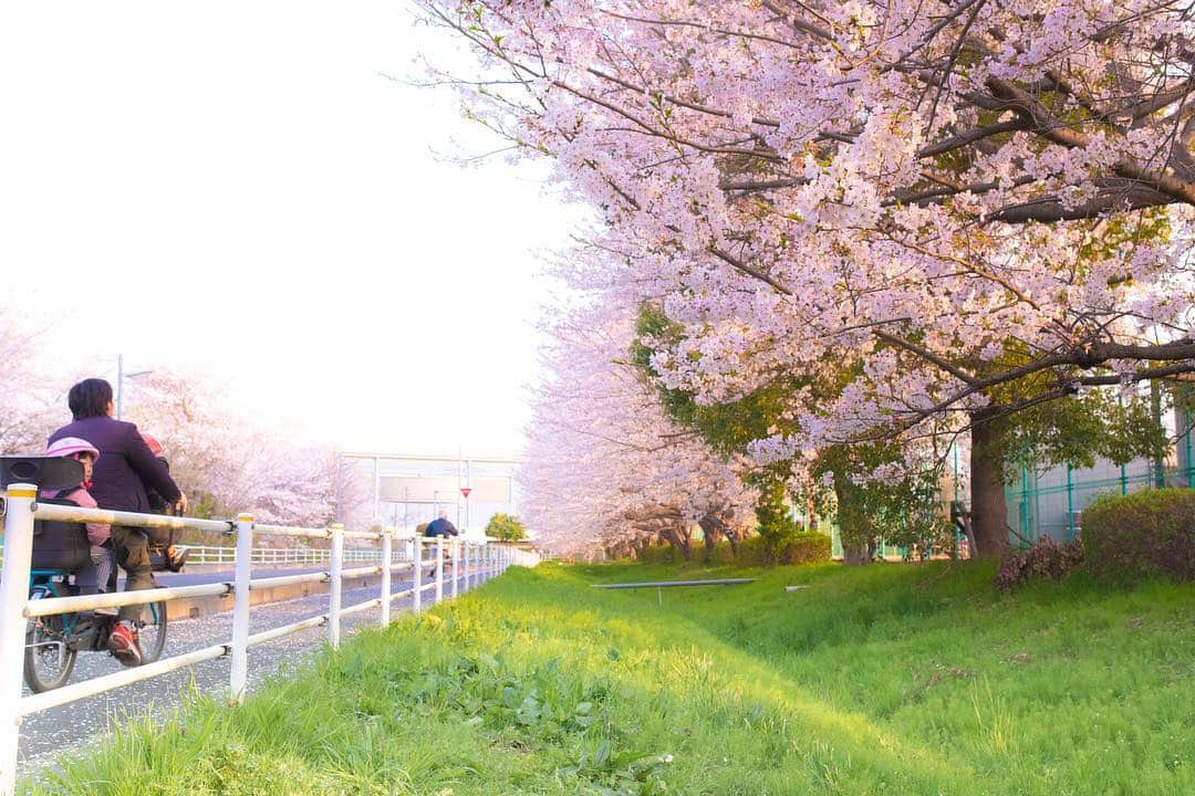 のインスタグラム：「🌸SAKURA🌸. 🌙YOZAKURA🌸. 写真は先週ですけども、今年も綺麗な桜が至る所で咲き誇ってましたね。また来年✨✨😽. . #sakura #大原サッカー場 #yozakura #埼玉スタジアム2002 #桜 #🌸」