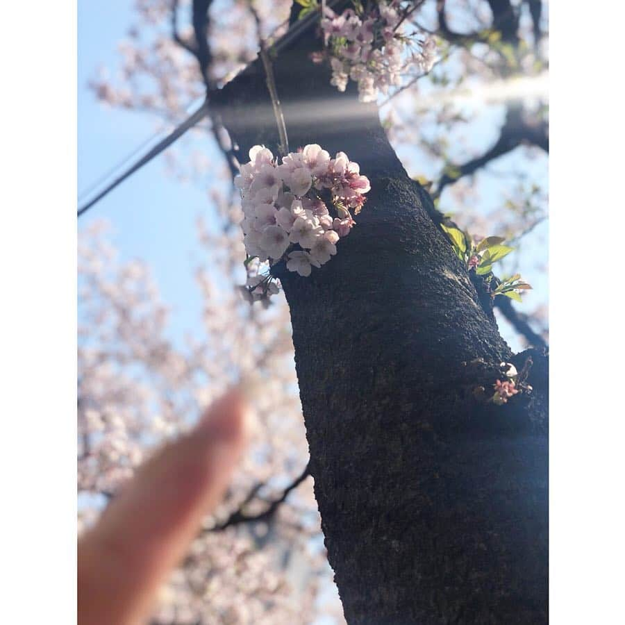 Mayu Ogawaさんのインスタグラム写真 - (Mayu OgawaInstagram)「🌸2019桜の思い出 🌸 無茶庵さん  @ 文京椿山荘  水琴窟の音が美しすぎて。 一瞬でも時間を忘れることができたな。  2019 memories of cherry blossoms. i got a nice & beautiful feeling. so..what a beautiful cherry  blossoms !!! thank you god.  #椿山荘 #無茶庵 #庭園 #お蕎麦 #桜 #さくら #新緑 #お散歩 #お花見 #水琴窟 #ゆっくりな時間はあっという間 #リフレッシュ #cherryblossom #refresh #relax #garden #beautiful #mda #mdanail #mayu  #dayoff」4月14日 23時47分 - m_d_a