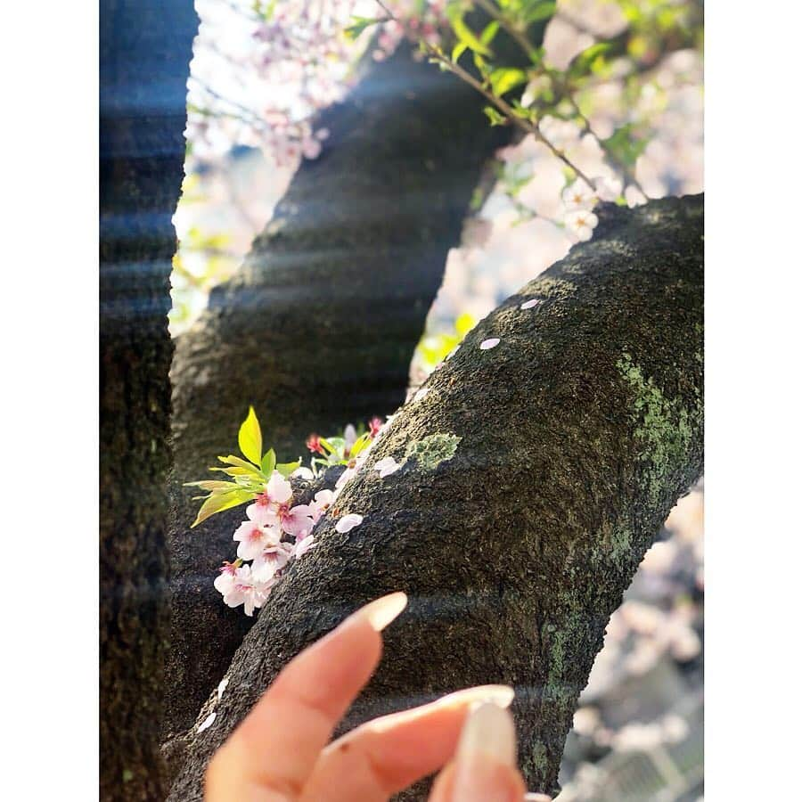 Mayu Ogawaさんのインスタグラム写真 - (Mayu OgawaInstagram)「🌸2019桜の思い出 🌸 無茶庵さん  @ 文京椿山荘  水琴窟の音が美しすぎて。 一瞬でも時間を忘れることができたな。  2019 memories of cherry blossoms. i got a nice & beautiful feeling. so..what a beautiful cherry  blossoms !!! thank you god.  #椿山荘 #無茶庵 #庭園 #お蕎麦 #桜 #さくら #新緑 #お散歩 #お花見 #水琴窟 #ゆっくりな時間はあっという間 #リフレッシュ #cherryblossom #refresh #relax #garden #beautiful #mda #mdanail #mayu  #dayoff」4月14日 23時47分 - m_d_a