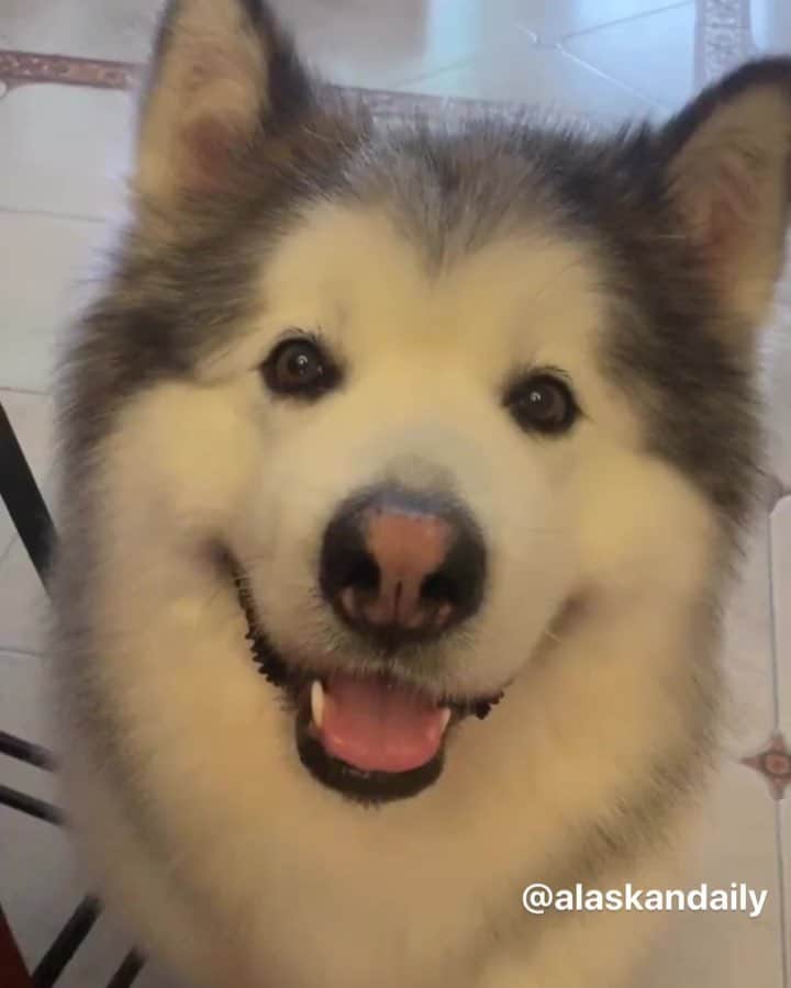 husky and malamuteのインスタグラム：「The happiest thing is to take a shower for you.😝 follow @alaskandaily （Twitter：alaskandaily）for more cute pic and video.😜 ……………………………………………………………… Each video was approved by the original author. But  don't have a Instagram account. We are first one post those video. So watermark credit @alaskandaily ……………………………………………………………… #alaskan#malamute#alaskanmalamute#alaskanhusky#malamutesofinstagram#puppylife#puppylove#puppydog#puppylover#dogdays#malamutepuppy#huskies#huskeypuppy#huskeiesreq#siberian#huskeiesofig#dogslife#dogsofnyc#cutedog#cutedogs#huskeypics#huskeylovers#huskygram#huskeylove#huskiesofinstagram#dogsofnyc#husky#狗」