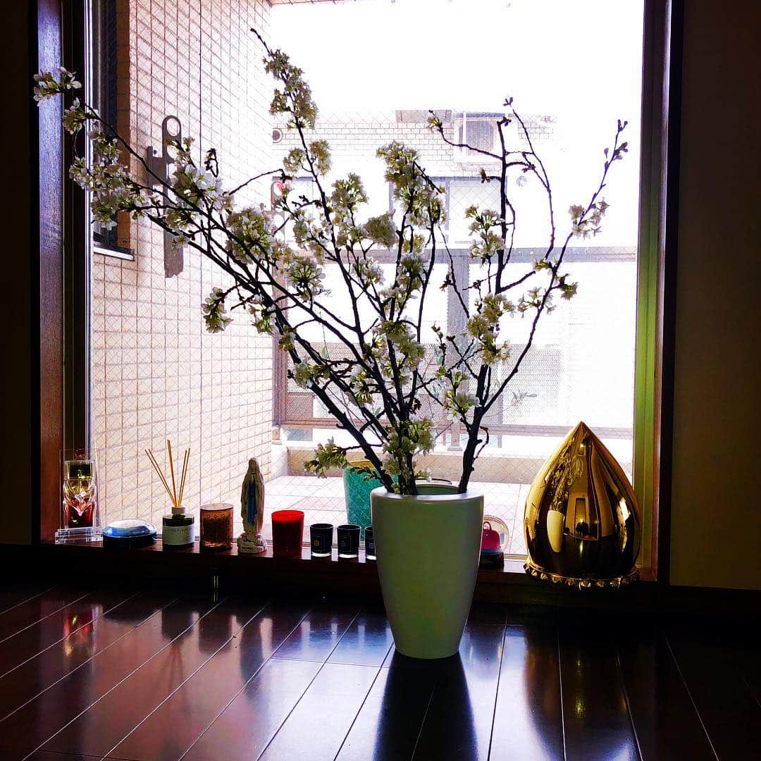 のインスタグラム：「4月21日からようやく#yukitakeshima から桜の枝の第1弾コンシーラーブラシ #SAKURAFUDE がデビューします。 ファンデーションブラシは、ダメ出し長引いて申し訳ありません😅5月販売になります💦 週末リーフレット、カタログ撮影しました🌸 撮影で使った吉野桜です🤗✨ #yukibrush  #よしのさくら  #ビズゥのコンシーラーブラシ #目指すはすっぴんが美しい人」