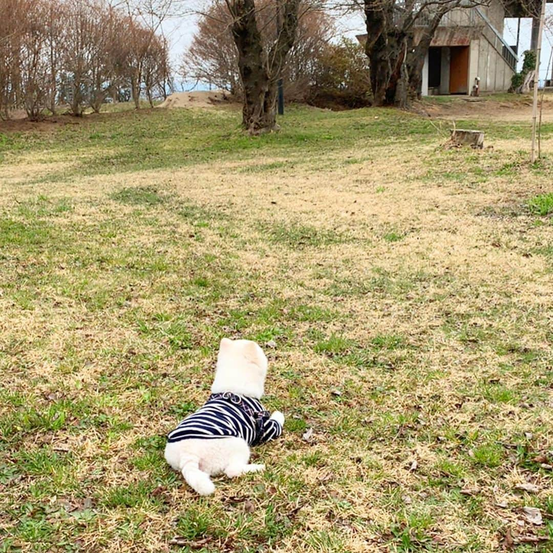 ニコちゃんさんのインスタグラム写真 - (ニコちゃんInstagram)「お花見やっほいちてきたぜ〜🌸🐶✨ #お花見 #お花見してきた #ピクニック #近所の公園の桜 #まだ0分咲き #パイセンママのデンドロ #満開 #デンドロビウム #蘭 #温室育ち #ポメリズム #ポメラニアン #白ポメ #pomeranian」4月15日 5時46分 - nico_susukita