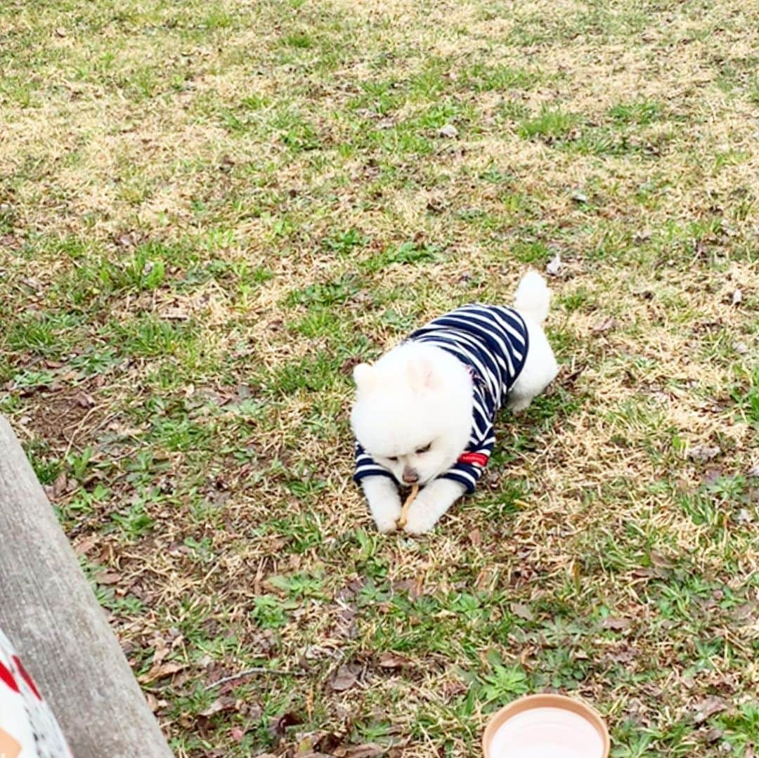 ニコちゃんさんのインスタグラム写真 - (ニコちゃんInstagram)「お花見やっほいちてきたぜ〜🌸🐶✨ #お花見 #お花見してきた #ピクニック #近所の公園の桜 #まだ0分咲き #パイセンママのデンドロ #満開 #デンドロビウム #蘭 #温室育ち #ポメリズム #ポメラニアン #白ポメ #pomeranian」4月15日 5時46分 - nico_susukita