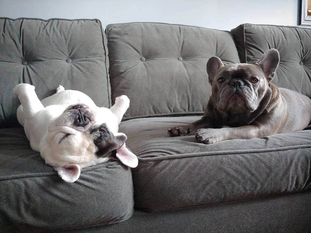 Manny The Frenchieのインスタグラム：「You're gonna need to sit somewhere else humans, we called dibs on this couch all day! 💤😴 #Sundaymood」