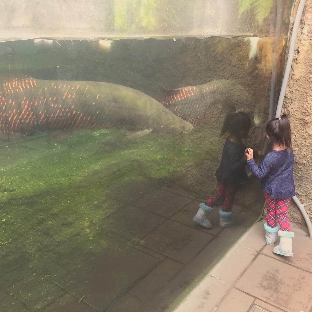 山根良顕さんのインスタグラム写真 - (山根良顕Instagram)「前に娘と二人で行った生物園！ でかい魚！ カープはもう一回仕切り直し！ 良くなってきてる感じがします！ サンフレッチェは！強い！」4月15日 0時45分 - ungirls_yamane