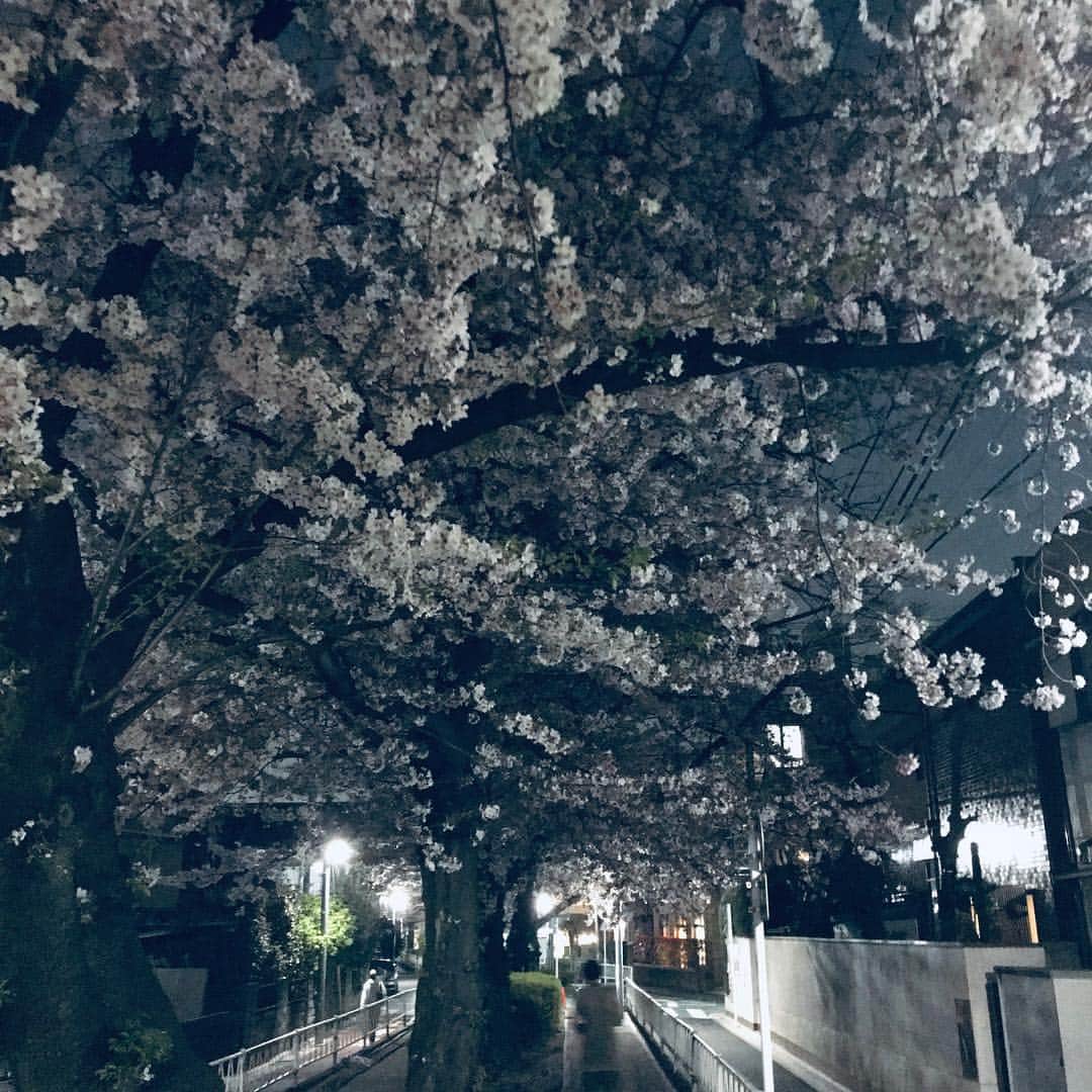 間々田佳子のインスタグラム：「春の思い出🌸」