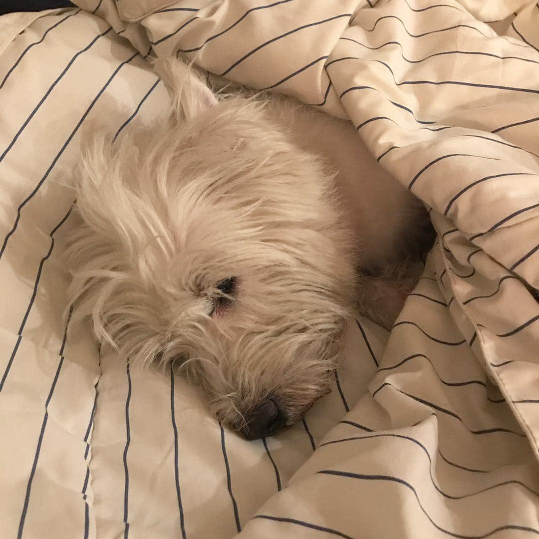 Hoykong&Plamuekのインスタグラム：「Sweet dream 💤💤💤」