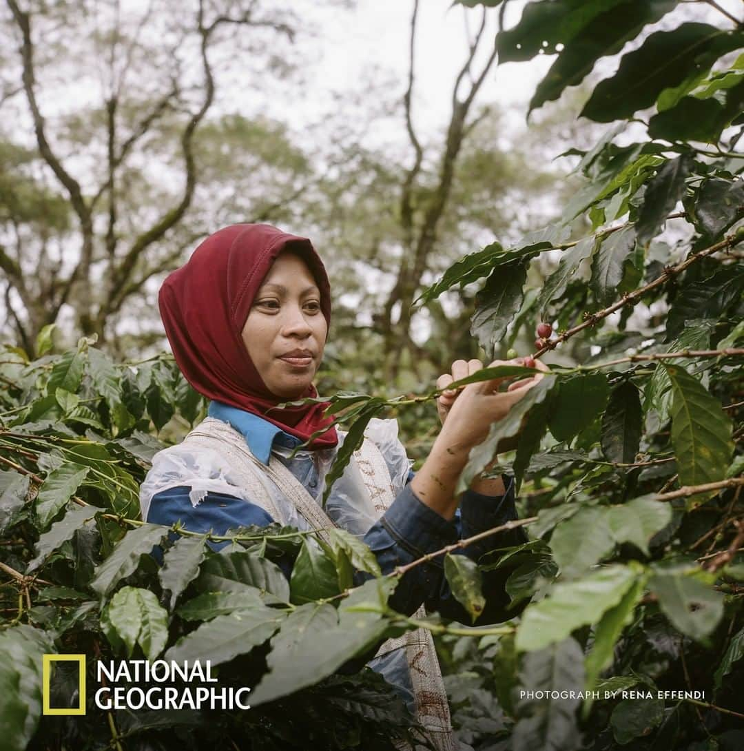 Nespressoさんのインスタグラム写真 - (NespressoInstagram)「The unique climate in Sumatra makes coffee growing challenging. However, committed farmers persevere to create a coffee for Master Origin Indonesia. Find out more at https://on.natgeo.com/2K8vd4C Content partner @NatGeo @renaeffendiphoto  #BeyondTheBean」4月15日 1時00分 - nespresso