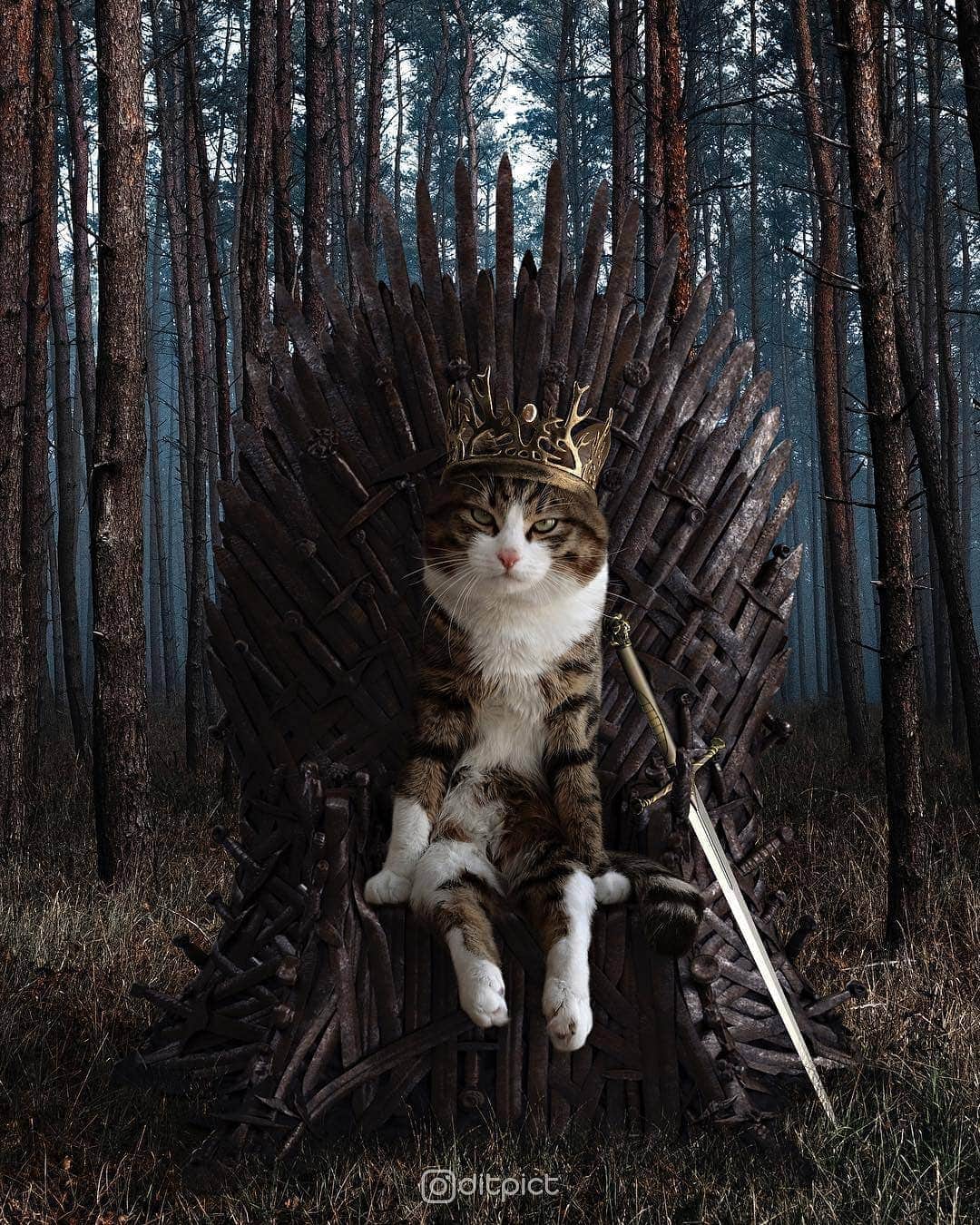 Aww Clubさんのインスタグラム写真 - (Aww ClubInstagram)「The King who deserves the Iron Throne ! 🖥@ditpict with @rexiecat  #meowed #ditpict #rexiecat #digitalart #gameofthrones #theking #forthethrone」4月15日 1時10分 - meowed