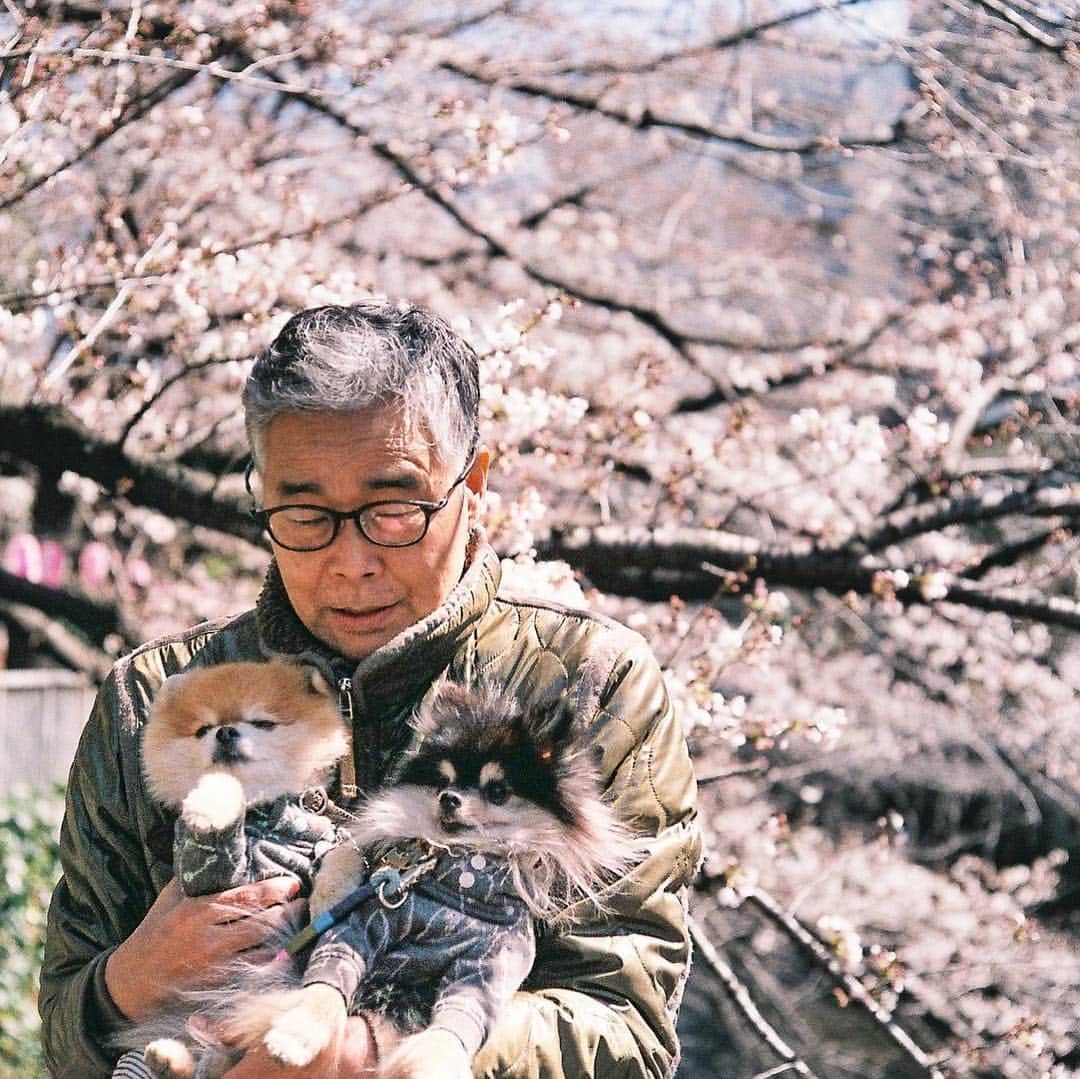 ポテチンさんのインスタグラム写真 - (ポテチンInstagram)「アップしそびれてた桜のアナログ写真 #filmphotography」4月15日 1時04分 - pom.potechin
