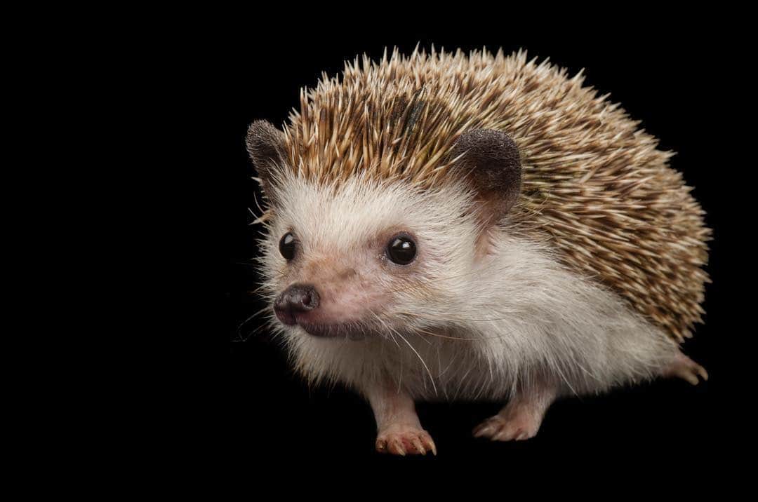 National Geographic Creativeさんのインスタグラム写真 - (National Geographic CreativeInstagram)「Photo by @joelsartore | An portrait of an African pygmy hedgehog photographed at the Sedgwick County Zoo, Kansas. #Hedgehog #PhotoArk #AnimalConservation」4月15日 1時05分 - natgeointhefield