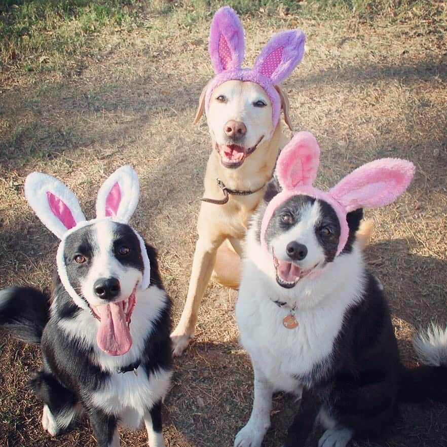 Jazzy Cooper Fostersさんのインスタグラム写真 - (Jazzy Cooper FostersInstagram)「Who wants a visit from Easter bunnies? Will trade eggs for balls 🎾」4月15日 1時27分 - bordernerd