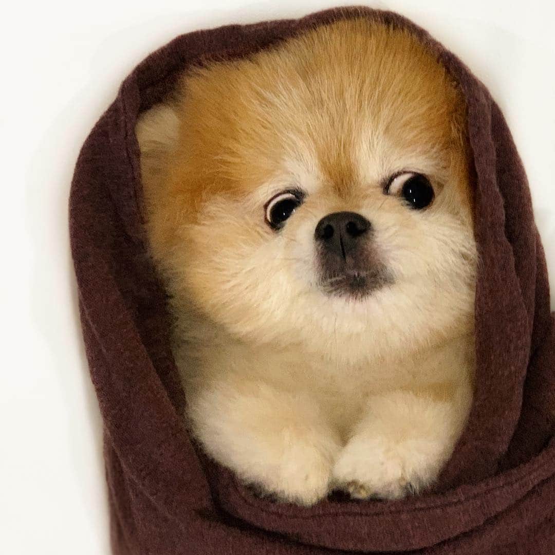 Ella Chuffyのインスタグラム：「Me....listen to ghost story 🙈🕸🌚📿🖤💭 spooky....🕯 . . . . . . . . #ellachuffy #pet #petstagram #pomeranianpage #pomeraniansofinstagram #teacuppoms #cutedogs #pomeranian_lovers #pomeranianlife #pomeranianworld #teddybeardog #pomeranian #puppylove #aplacetolovedogs #dogoftheday #justpomeranians #fluffypack #dogoftheday #anmlsposts #thedailypompom #picoftheday #iflmdog #犬 #狗 #everydaydoglover  #pomeranianww #justpomeranians #bridgetdoodlesdogs」