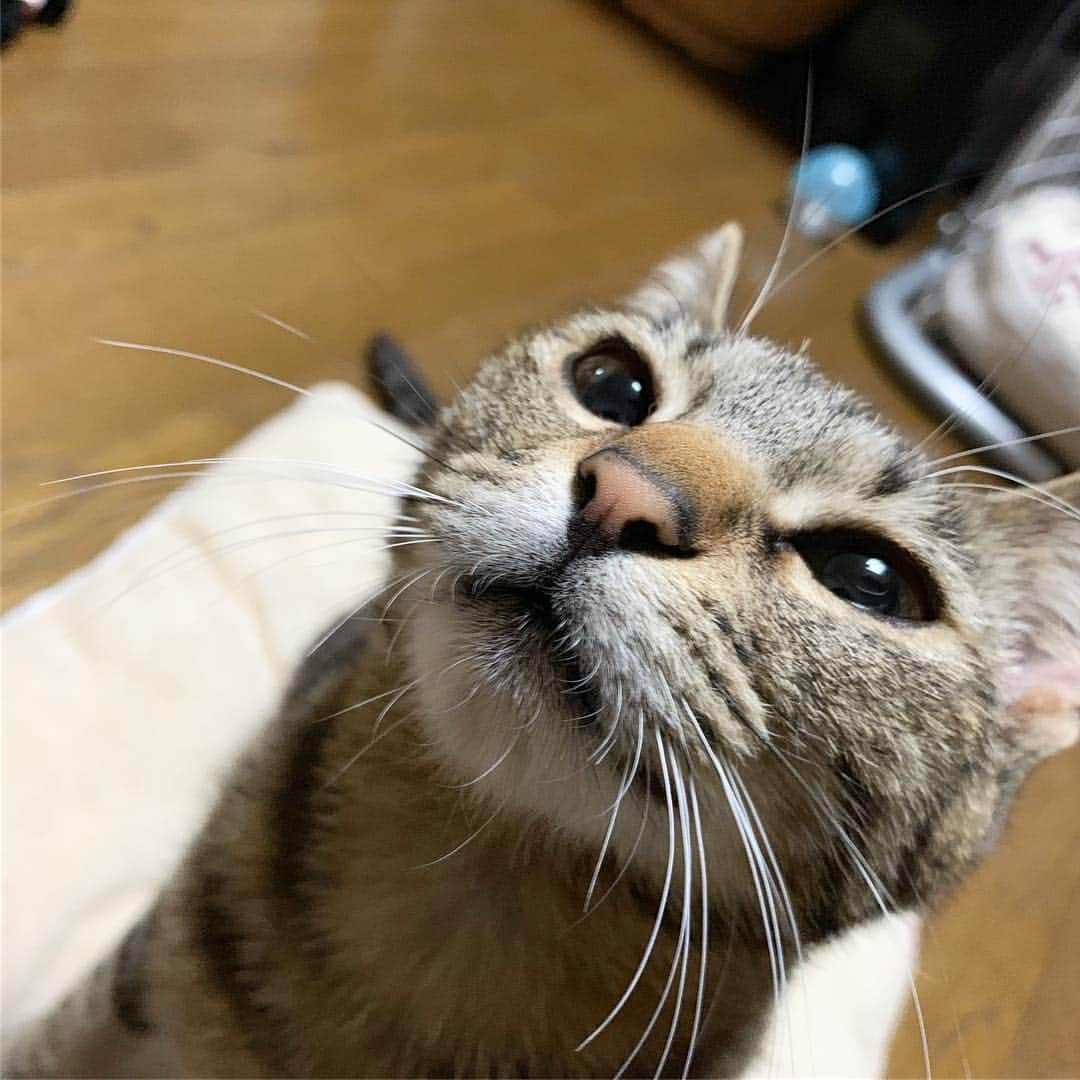 南口奈々のインスタグラム：「. ちび「なな〜なな〜なな〜なな〜」 #飼い主に #甘えに行きすぎにゃんこ #おでこ #平べったく #なっちゃってるにゃよ #ミルスタ #instacat #ネコスタグラム #猫 #ネコ #にゃんこ #cat  #ふわもこ部 #ペコねこ部 #スノーシュー #靴下にゃんこ」